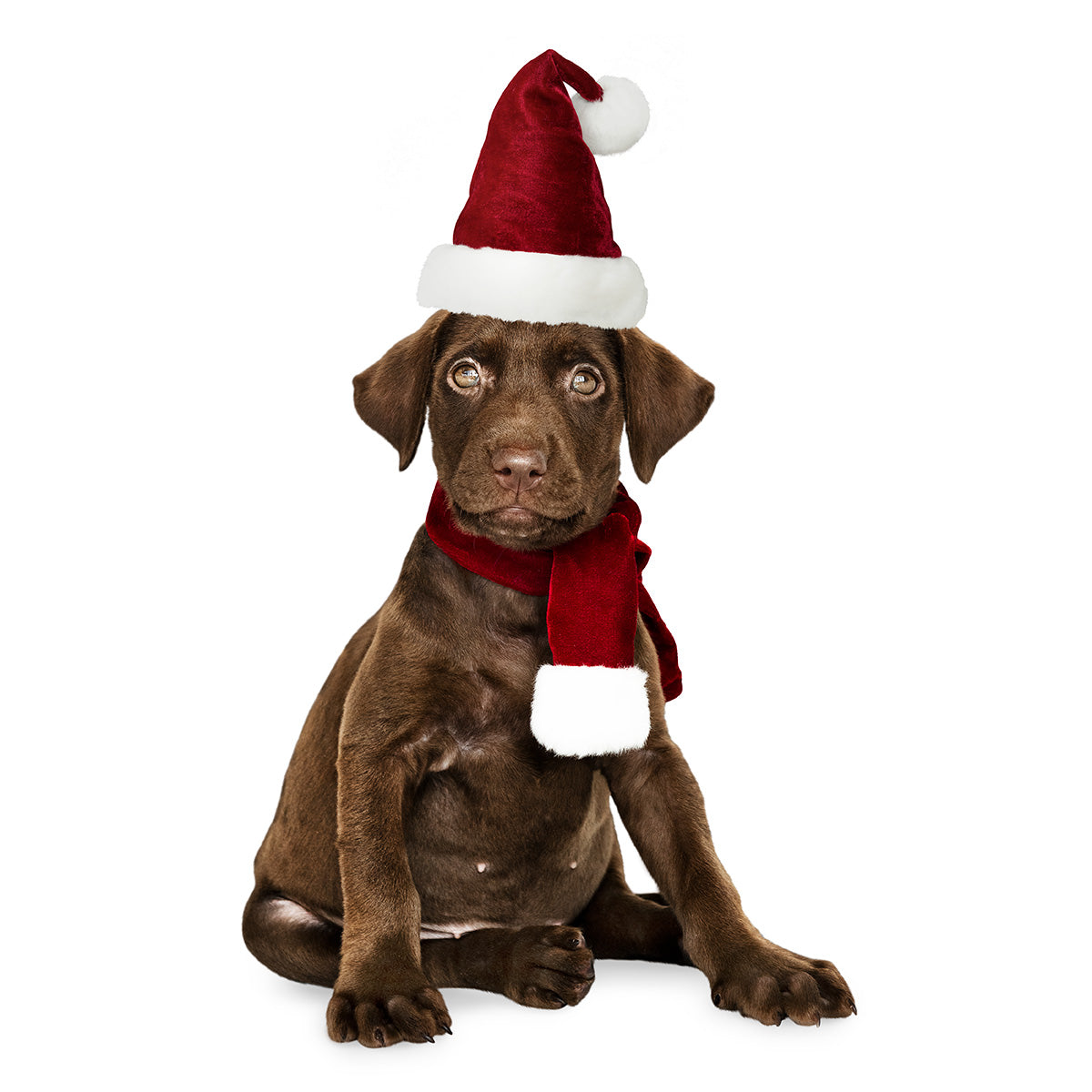 (Product 11) Sample - Pet Accessories For Sale Secondary image